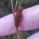 Carex binervis Sm.Carex binervis Sm.