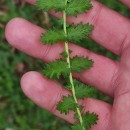 Filipendula vulgaris MoenchFilipendula vulgaris Moench