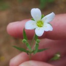 Arenaria montana L.Arenaria montana L.