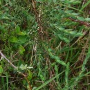 Genista berberidea LangeGenista berberidea Lange
