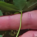 Euphorbia dulcis L.Euphorbia dulcis L.