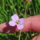 Cardamine pratensis  L.Cardamine pratensis  L.