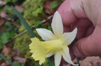 Narcissus pallidiflorus PugsleyNarcissus pallidiflorus Pugsley