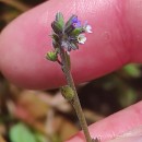 Myosotis discolor Pers. subsp. dubia (Arrond.) BlaiseMyosotis discolor Pers. subsp. dubia (Arrond.) Blaise