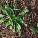 Plantago lanceolata L.Plantago lanceolata L.