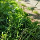 Capsella bursa-pastoris (L.) Medik.Capsella bursa-pastoris (L.) Medik.