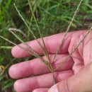 Digitaria sanguinalis (L.) Scop.Digitaria sanguinalis (L.) Scop.