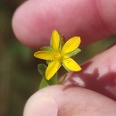 Hypericum humifusum L.Hypericum humifusum L.