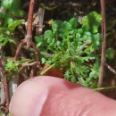 Teesdalia nudicaulis (L.) R. Br.Teesdalia nudicaulis (L.) R. Br.