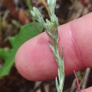 Logfia minima (Sm.) Dumort.Logfia minima (Sm.) Dumort.