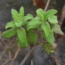 Teucrium scorodonia L.Teucrium scorodonia L.