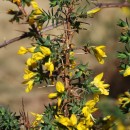 Genista berberidea LangeGenista berberidea Lange