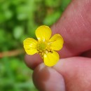 Ranunculus flammula L.Ranunculus flammula L.