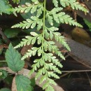 Asplenium adiantum-nigrum  L.Asplenium adiantum-nigrum  L.