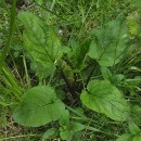Scrophularia auriculata L.Scrophularia auriculata L.