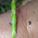 Glyceria declinata Bréb.Glyceria declinata Bréb.
