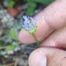 Jasione montana L.Jasione montana L.