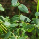 Hypericum pulchrum L.Hypericum pulchrum L.