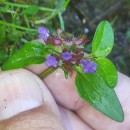 Prunella vulgaris L.Prunella vulgaris L.