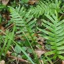 Polypodium cambricum  L.Polypodium cambricum L.