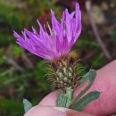 Centaurea corcubionensis M. LaínzCentaurea corcubionensis M. Laínz