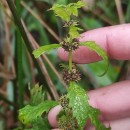 Lycopus europaeus L.Lycopus europaeus L.