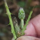 Cirsium palustre (L.) Coss. ex Scop.Cirsium palustre (L.) Coss. ex Scop.
