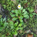 Bellis perennis L.Bellis perennis L.