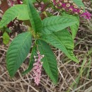 Phytolacca americana L.Phytolacca americana L.