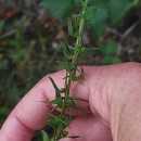 Genista berberidea LangeGenista berberidea Lange