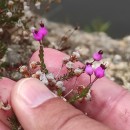 Erica umbellata L.Erica umbellata L.