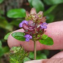 Prunella vulgaris L.Prunella vulgaris L.