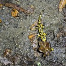 Salamandra salamandra (Linnaeus, 1758)Salamandra salamandra (Linnaeus, 1758)