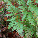 Dryopteris dilatata (Hoffm.) A. GrayDryopteris dilatata (Hoffm.) A. Gray