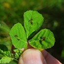 Medicago arabica (L.) Huds.Medicago arabica (L.) Huds.