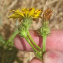 Picris hieracioides L.Picris hieracioides L.