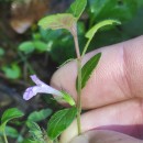 Clinopodium vulgare  L.Clinopodium vulgare  L.