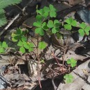 Oxalis corniculata L.Oxalis corniculata L.