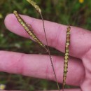 Paspalum dilatatum Poir.Paspalum dilatatum Poir.