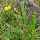 Ranunculus flammula L.Ranunculus flammula L.