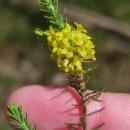 Thymelaea coridifolia (Lam.) Endl. subsp. coridifoliaThymelaea coridifolia (Lam.) Endl. subsp. coridifolia