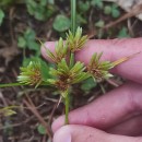 Cyperus eragrostis Lam.Cyperus eragrostis Lam.