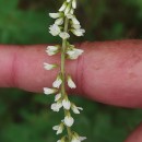 Melilotus albus Medik.Melilotus albus Medik.