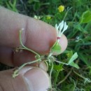 Trifolium subterraneum  L.Trifolium subterraneum  L.