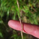 Brachypodium pinnatum (L.) Beauv.Brachypodium pinnatum (L.) Beauv.