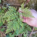 Davallia canariensis (L.) Sm.Davallia canariensis (L.) Sm.