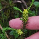 Thymelaea coridifolia (Lam.) Endl. subsp. coridifoliaThymelaea coridifolia (Lam.) Endl. subsp. coridifolia