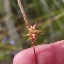 Carex durieui Steud. ex KunzeCarex durieui Steud. ex Kunze