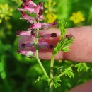 Fumaria reuteri Boiss.Fumaria reuteri Boiss.