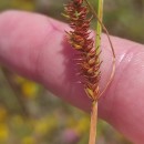 Carex binervis Sm.Carex binervis Sm.